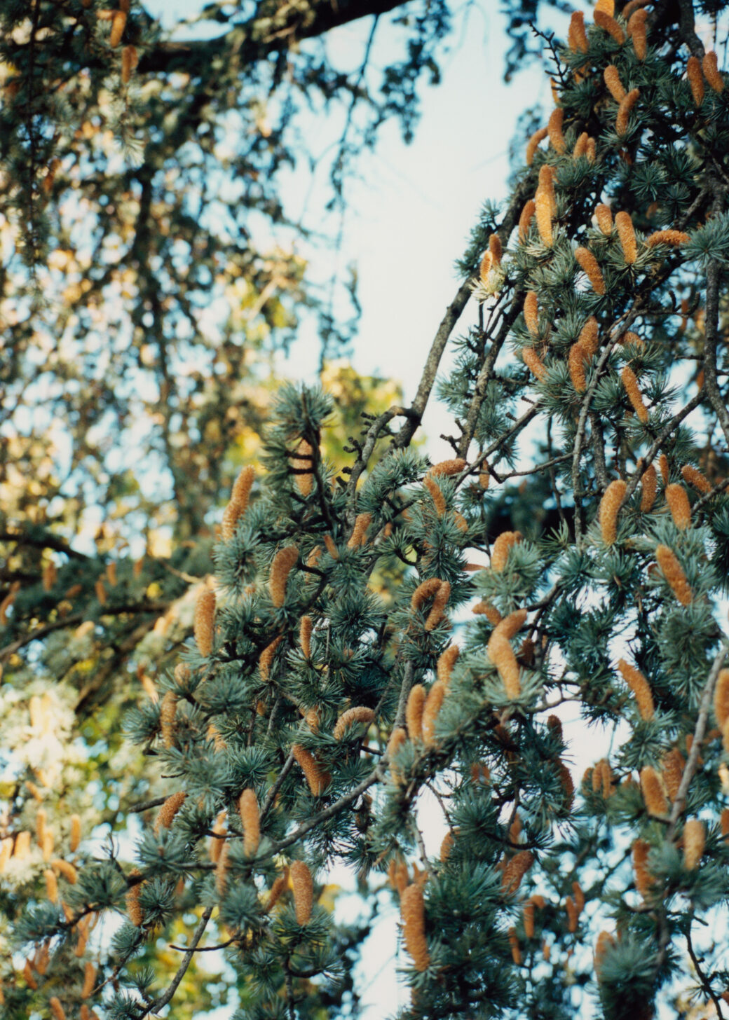 tree | pine | cone | conifer | sky